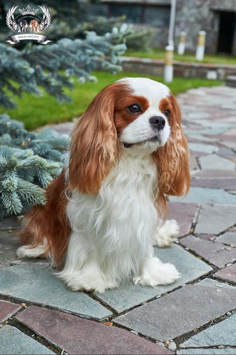 Кавалер Кинг Чарльз Спаниель