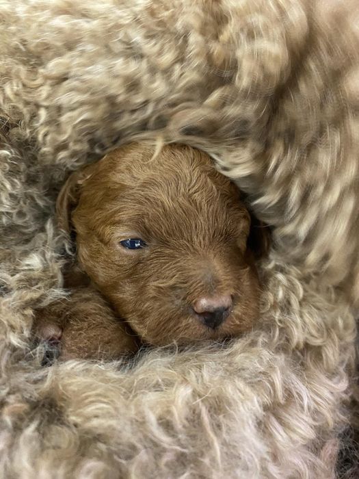 Мини Пудел Mini poodle