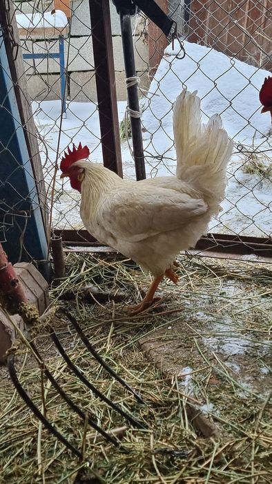 Продам петухов либо обмен