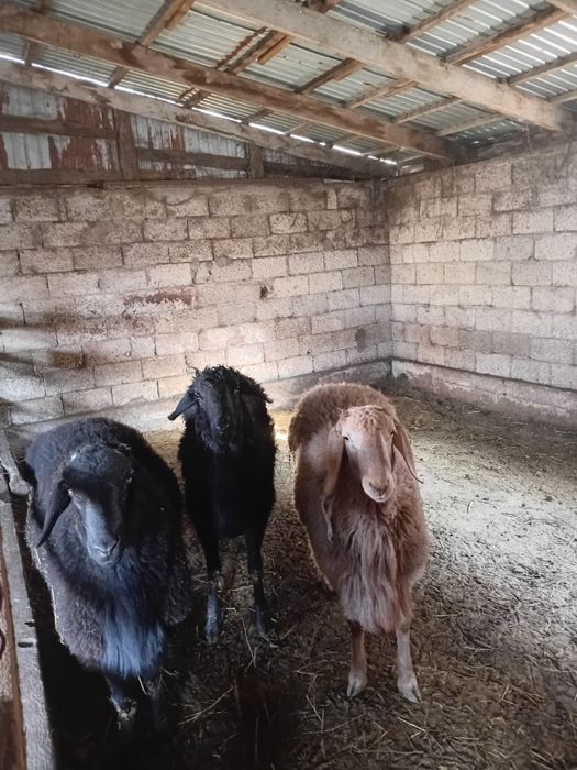 Ұрықтыққа тоқты қошқарлар