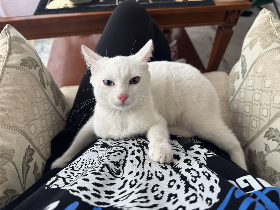 Отдам котенка красивого