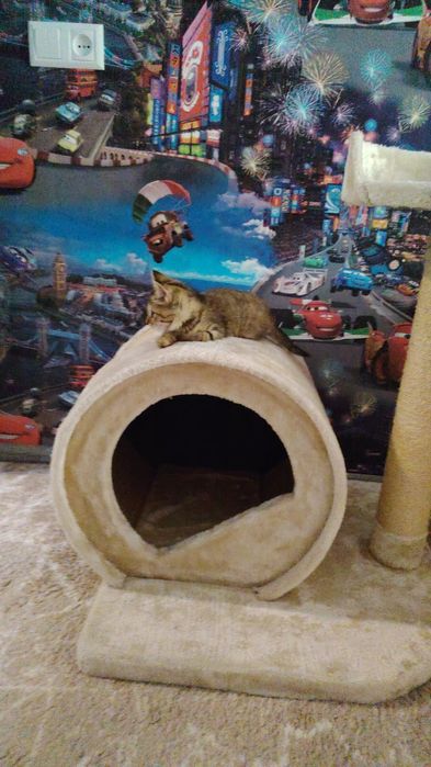 Отдам в хорошие руки девочка