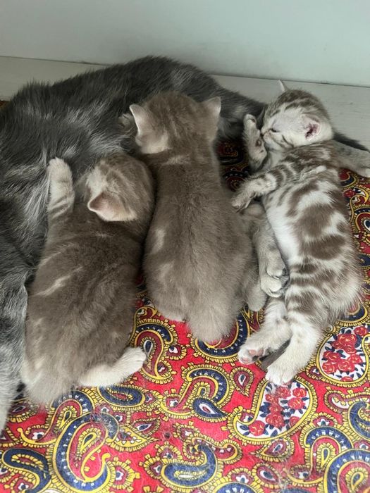 Продам Британских котят