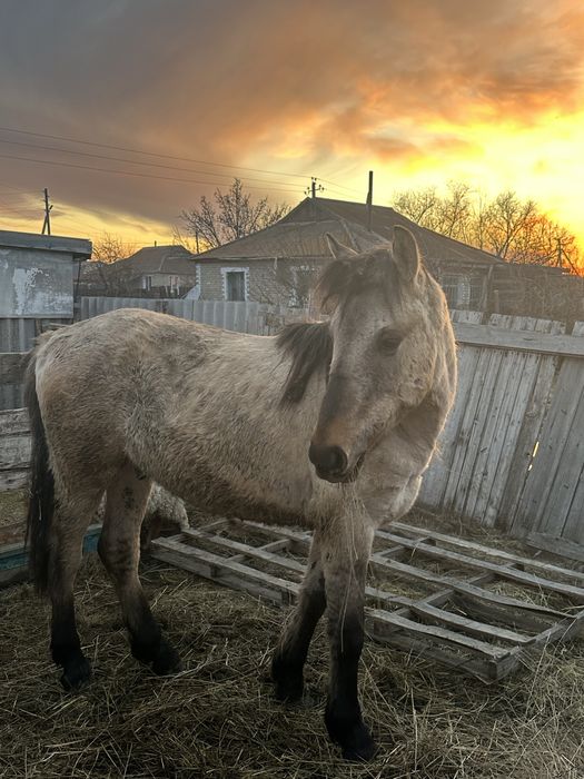 Продам лошадь 2 года