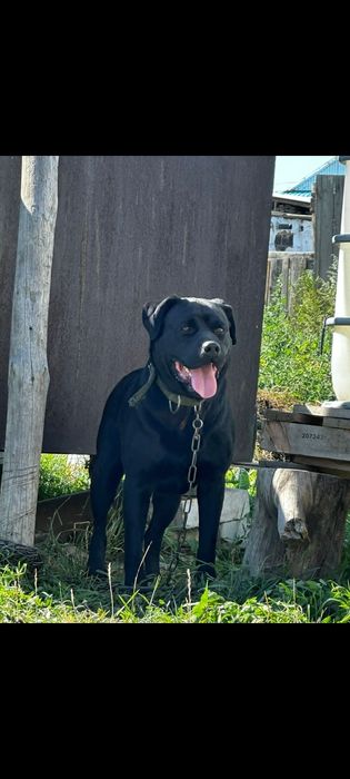 Лабрадор ретривер