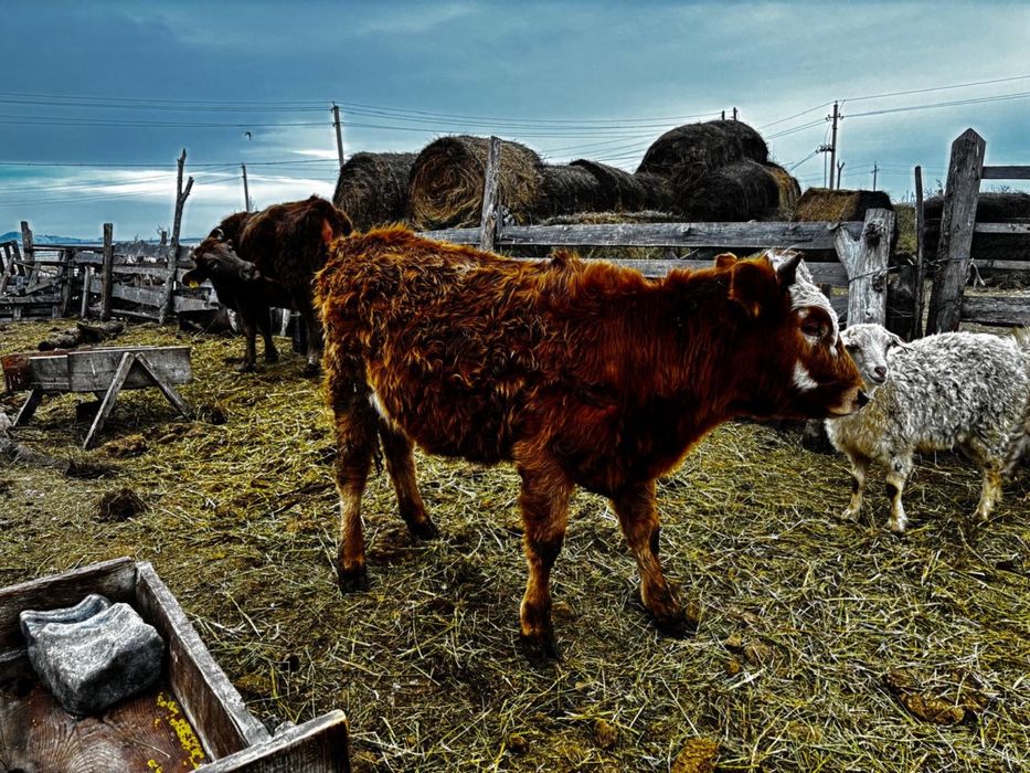 Торпақ сатылады