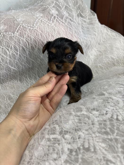 Йоркширский терьер . ДЕВОЧКИ