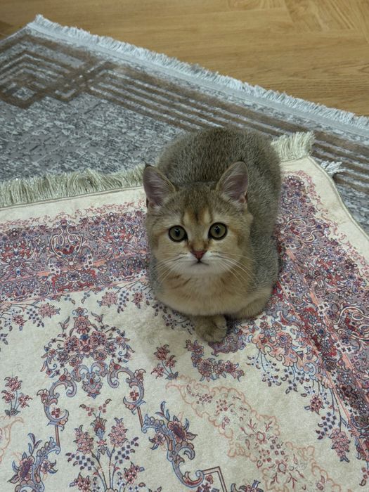 Котенок шиншилла