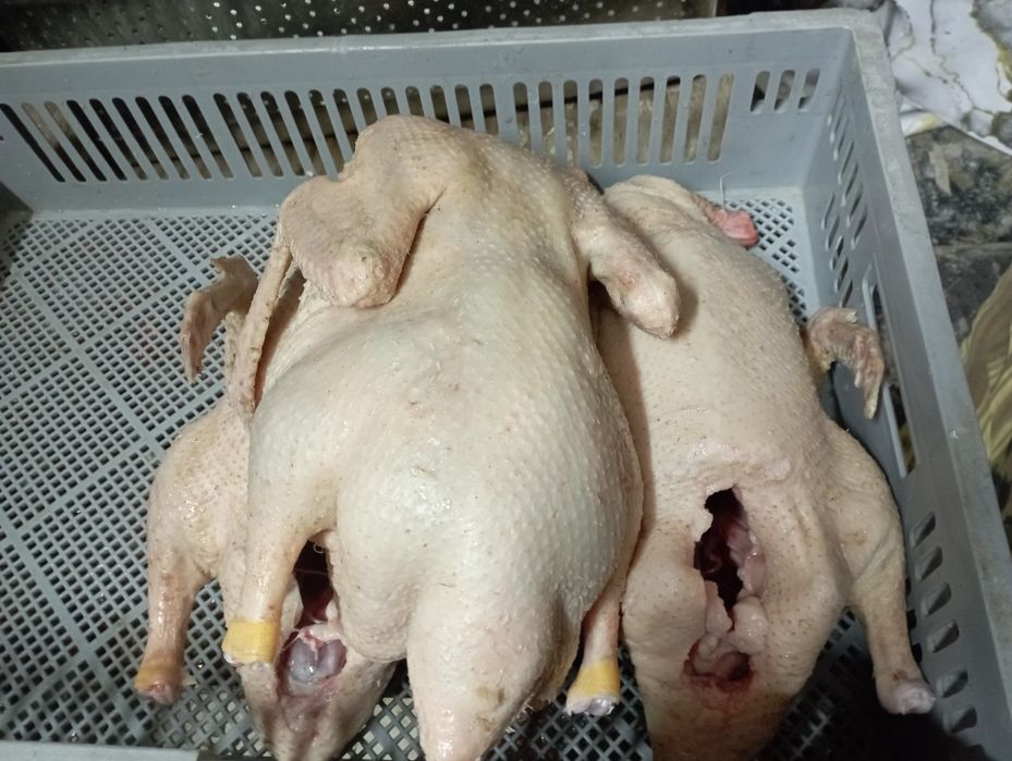 Продаём мясо уток