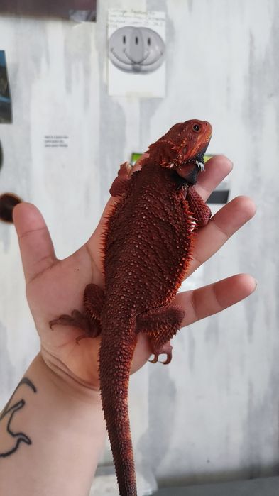 Агама Red Monster