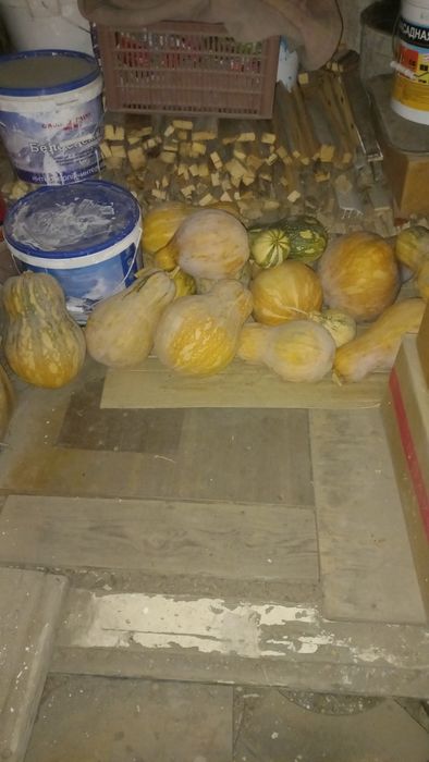 Тыква мантная сладкая