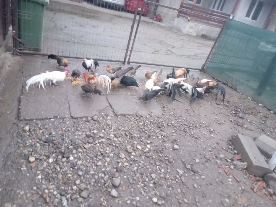 De vanzare gain si cocos phoenix.