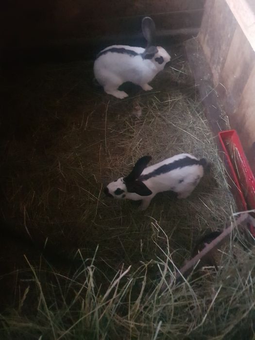 Se vinde iepuri Fluture german