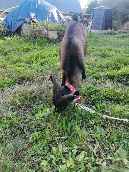 Vând 2 capre, un țap și 2 iezi ,alpini francezi