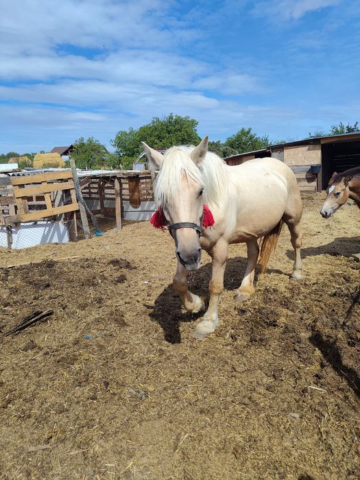Vand iapa palomino gestanta