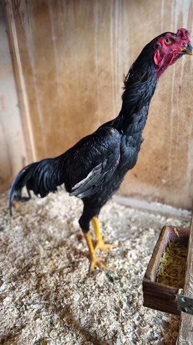 Zoti garantiya xurozimiz oyiniga zur