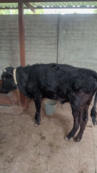 Телята на откорм