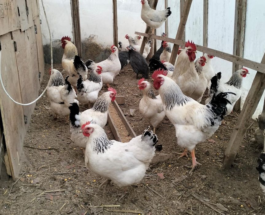 Продам яйца инкубационный