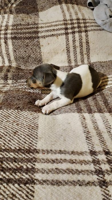 Джак ръсел териер