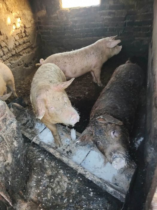 Прасета 7бр по 80кг