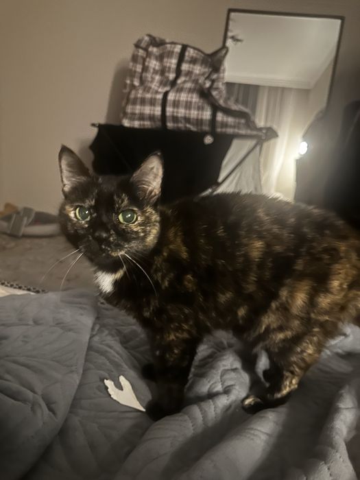 отдам кошечку в добрые руки