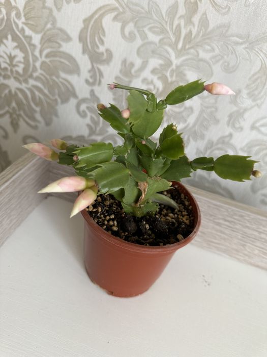 Шлюмбергера декабрист