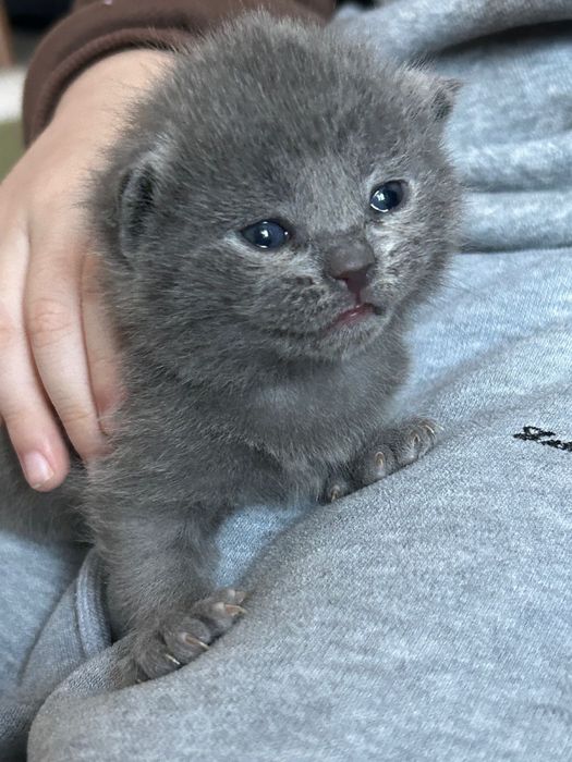 Котята вислоухи