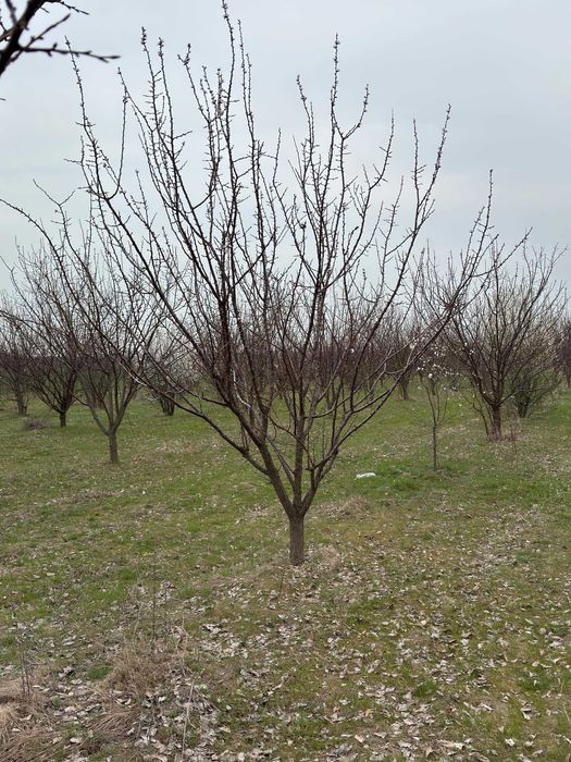 Продава се Земеделски имот в с. Чернолик, Област Силистра -  кв.м за 281 €/дка - Снимка #5