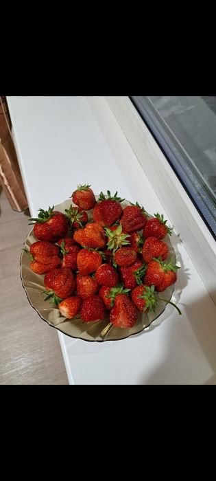 Клубника саженцы