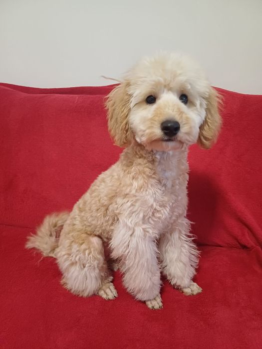 Мини пудел априкот