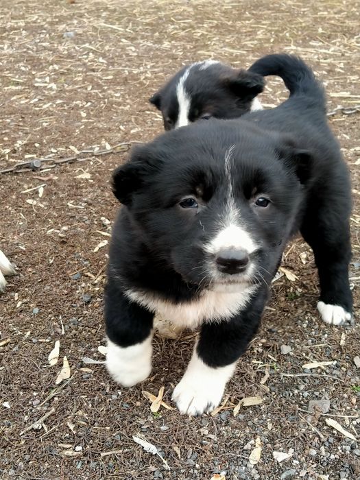 Төбет күшіктер бар