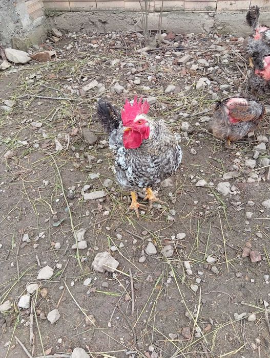 Продавам  млади петли