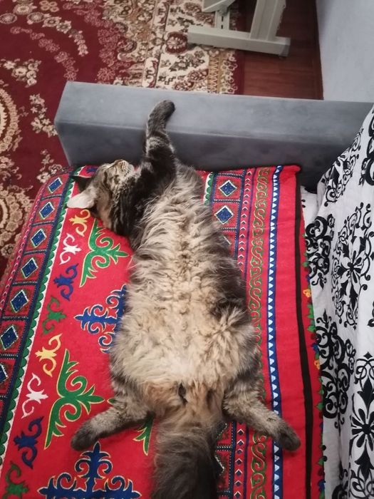 Мейн Кун девочка