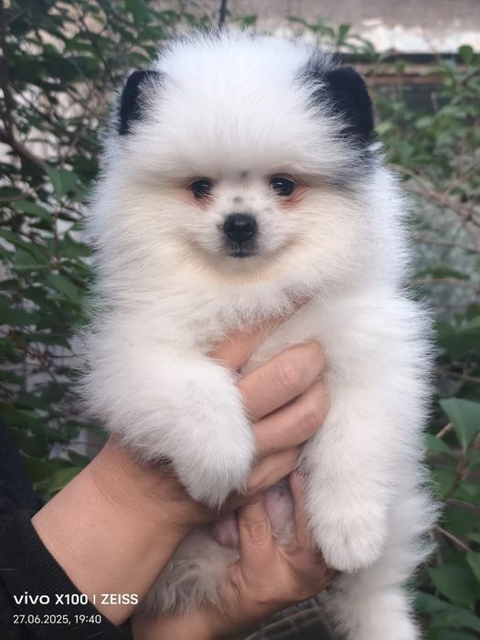 Очароваткльный мальчик шпица.