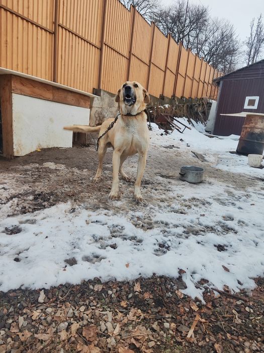 Собака помесь Алабая и лабрадора