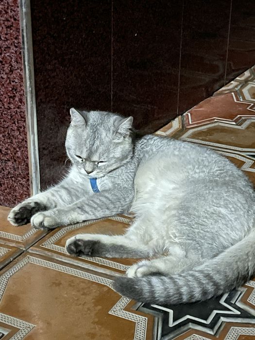 Британская серебристая шиншилла вязка