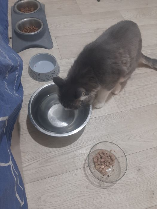 Отдам котика в добрые руки