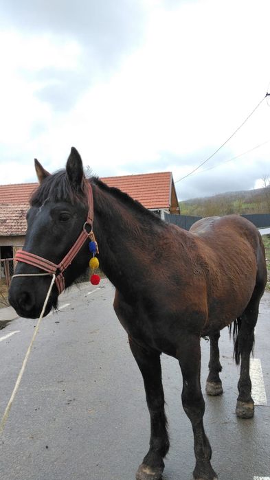 Schimb manza de 2 ani si armasar de doi ani