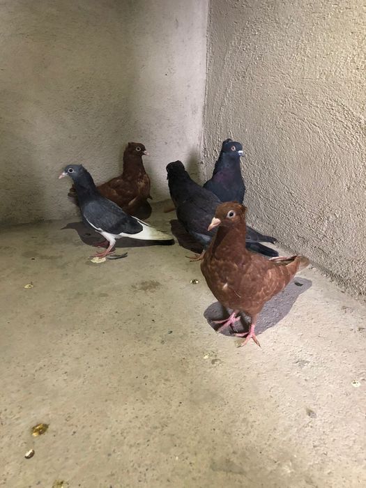 Голуб 2.000 голуби кептер