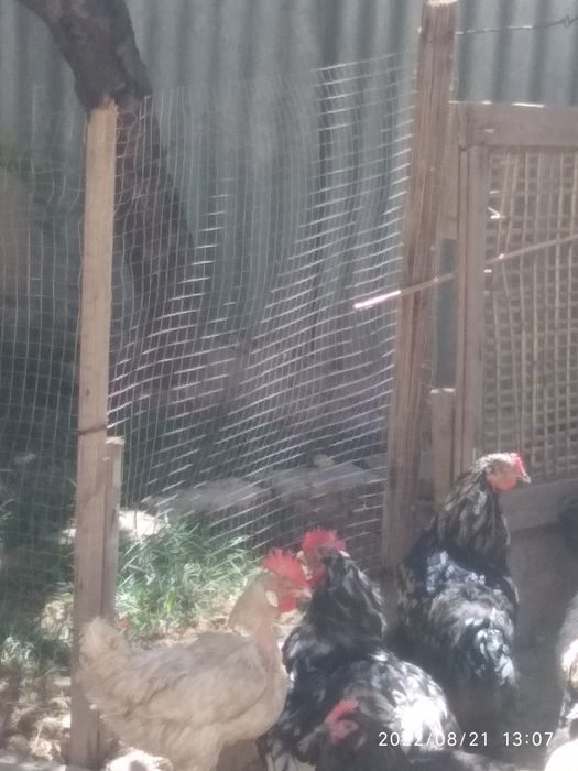 Брама куры петухи