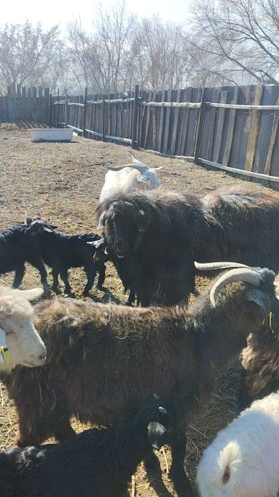 Продам Козла. Производитель.