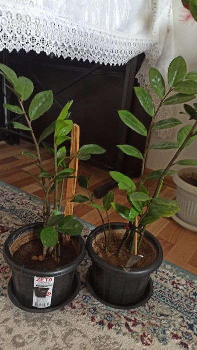 Продаю долларовые