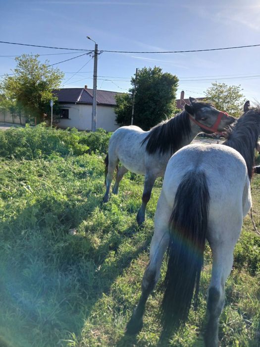 Cai de vamzare inpecabili mai multe detali la tel
