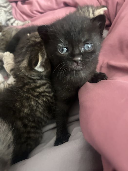 Отдам котят от вислоухой кошки