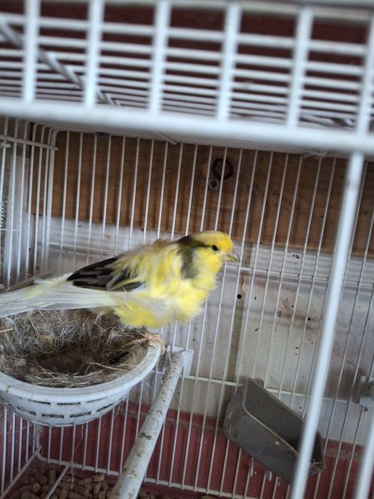 Vind canari diferite culori  100 lei