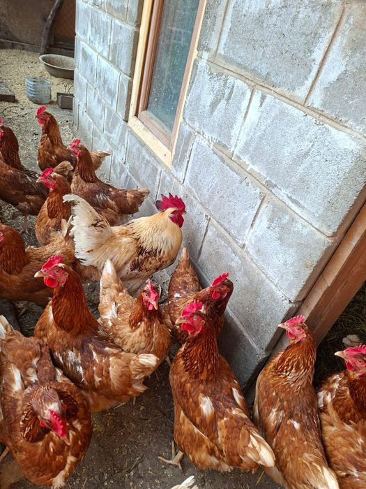 Петух Ломан Браун