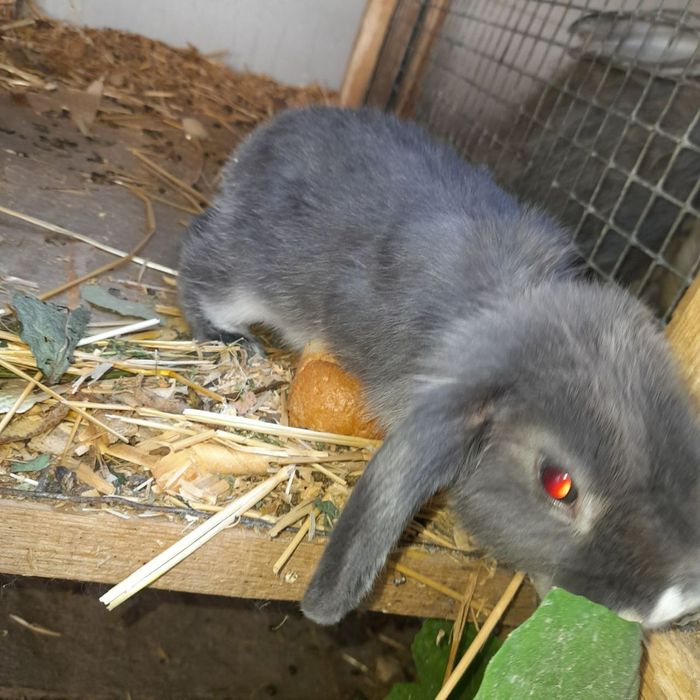 Карлик куён сотаман