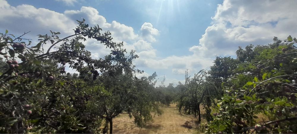 Prune anaspet si negre cateva tone