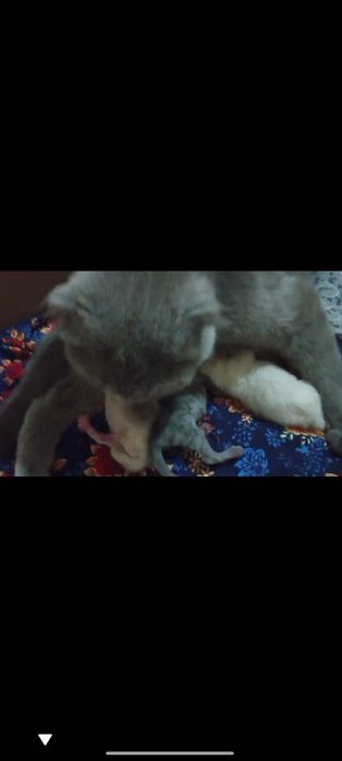 Skottish flod  toza zotlik 100%