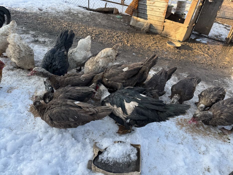 Индоутки продаем домашные …